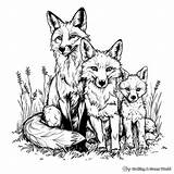 Fox And Wolf Coloring Pages  Free & Printable sketch template