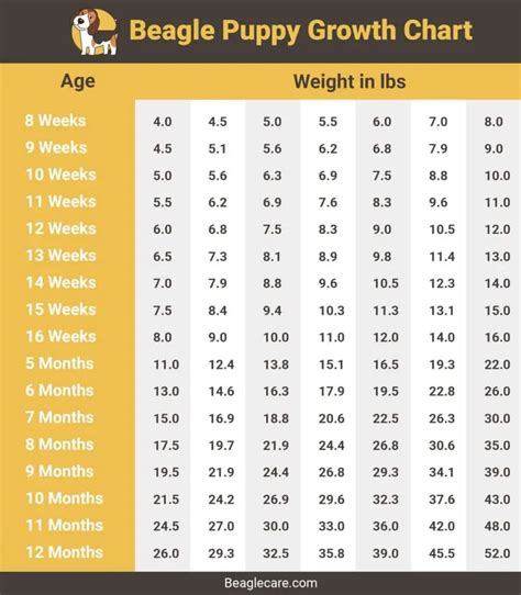 Beagle Growth & Weight Chart from Puppy to Adulthood - Beagle Care