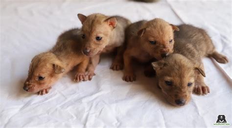 Back to the Wild: Orphaned Jackal pups rescued by Wildlife SOS return ...