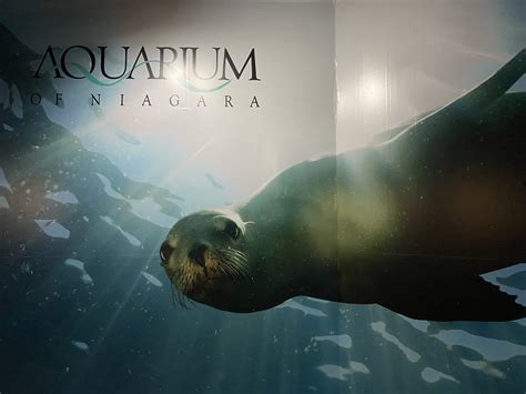 Aquarium of Niagara, a Must See Attraction, Continues to Upgrade Despite Pandemic - The Niagara ...