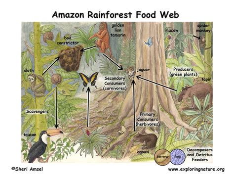 Food Chain - The Rainforest: A World Biome