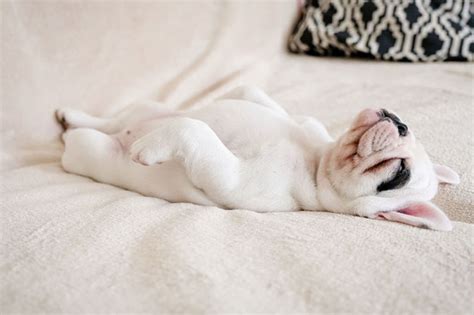 Dog's Stomach Making Noises While Sleeping: 9 Main Causes