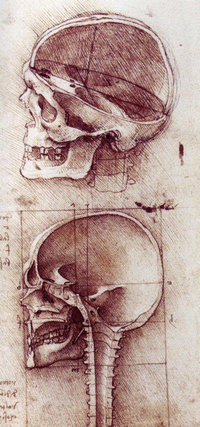 Leonardo Da Vinci's Groundbreaking Anatomical Sketches BBC Culture | atelier-yuwa.ciao.jp