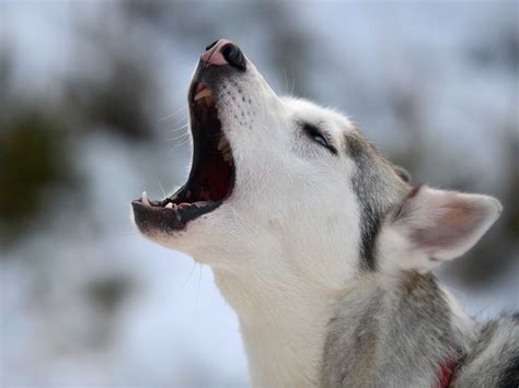 Why Dogs Howl And Growl - Business Insider