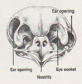 zoology - Are the asymmetrical positions of owl ears consistent across ...