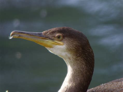 Cormorant or Shag | BirdForum