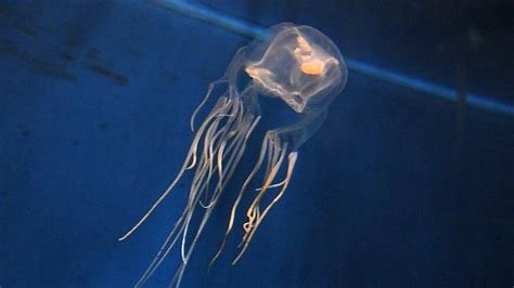 Man survives box jellyfish sting after rescue by navy ship HMAS Pirie