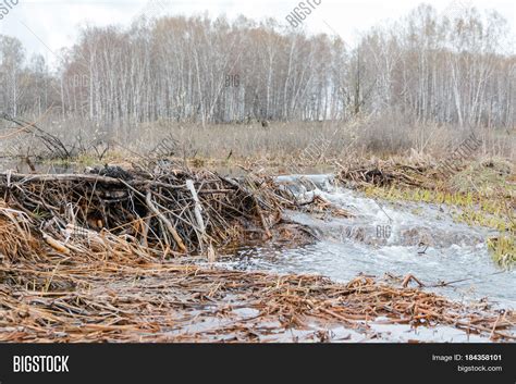 Beaver Dam. Dam Image & Photo (Free Trial) | Bigstock