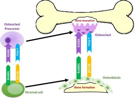 Estrogen Deficiency and Osteoporosis | IntechOpen