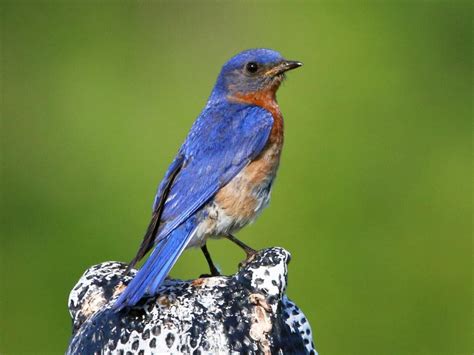 Eastern Bluebird - NestWatch