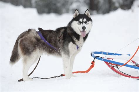 Siberian Husky Snow Dogs HD Wallpapers | HD Wallpapers (High Definition ...