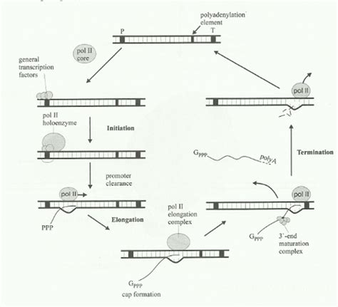 22. Synth. pre-mRNA, CAP and Polyadenylation Flashcards | Quizlet