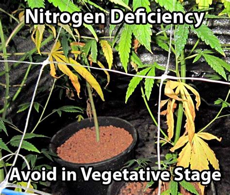 Nitrogen Deficiency | Growing Exposed