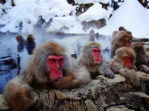 5-five-5: Jigokudani monkey park (Yamanouchi - Japan)