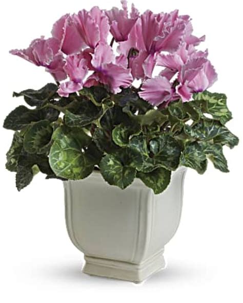 Cyclamen Flower – Meaning and Symbolism - Symbol Sage