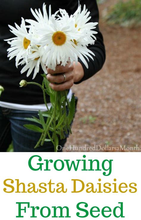 Growing Shasta Daisies From Seed - One Hundred Dollars a Month