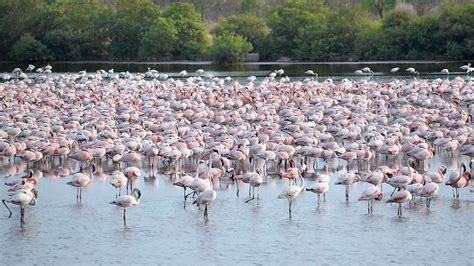 Navi Mumbai: DPS lake in Nerul is now a bird destination