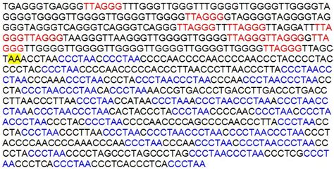 Chromosome 2 Fusion 2