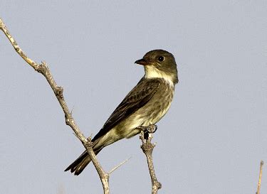 Olive-sided Flycatcher - Photos, facts, and identification tips