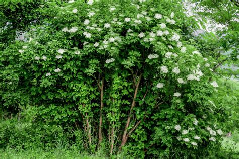 Common Elderberry: Plant Care & Growing Guide