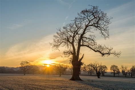 Lone Tree at Sunrise - Peter Allen Photography