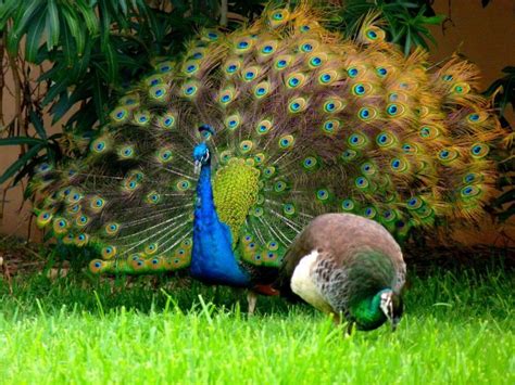 What's the Difference Between Male and Female Peacocks? - Joy of Animals