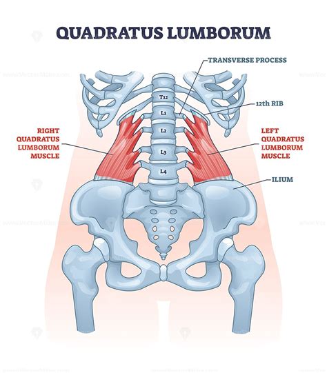 Quadratus lumborum muscle or QL for strong and healthy spine outline diagram | Muscle diagram ...