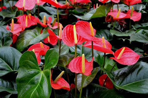 Beautiful Anthurium Plant (a) Free Stock Photo - Public Domain Pictures