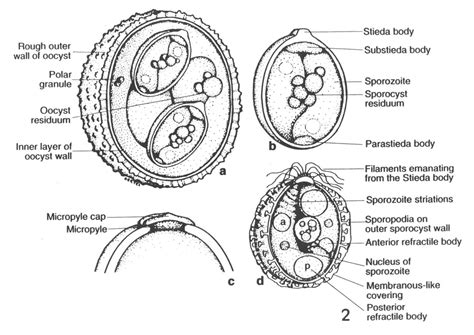 funpoint: what are different branches of biology