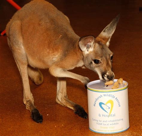 Donate to Mandurah Wildlife Rescue Inc