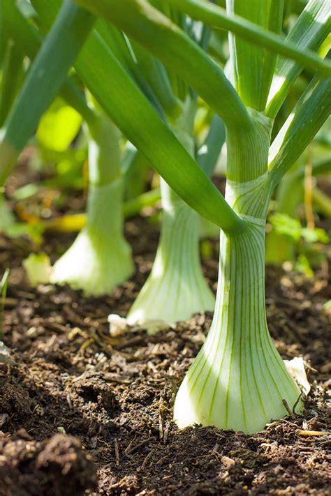 The Best Onion Cultivars to Grow at Home | Gardener’s Path