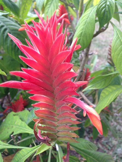 Flowers From Colombia - Beautiful Insanity