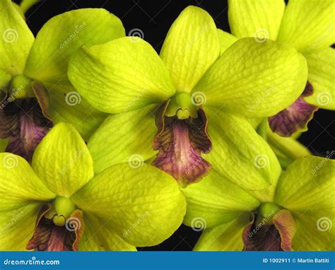 Orchid: Dendrobium green stock image. Image of couple - 1002911