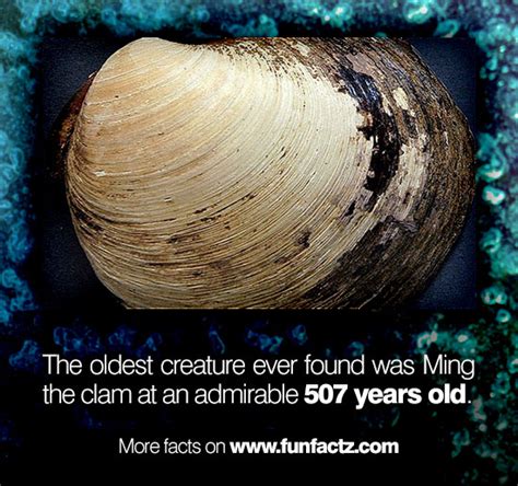 The oldest creature ever found was Ming the clam at an admirable 507 ...