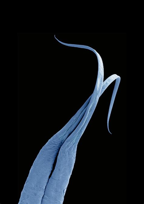 Python Tongue, Sem Photograph by Steve Gschmeissner - Fine Art America