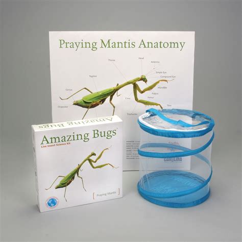 Praying Mantis Amazing Bugs® Kit (with egg case and fruit flies) | Carolina.com