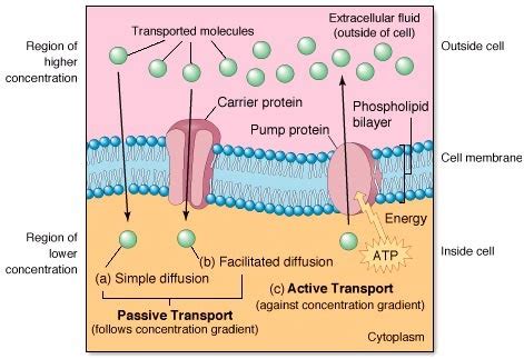 Active Transport Definition Biology Quizlet - Transport Informations Lane