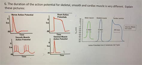 Solved 6. The duration of the action potential for skeletal, | Chegg.com