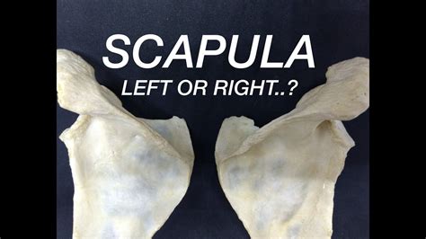 SCAPULA - SIDE DETERMINATION & ANATOMICAL POSITION - YouTube