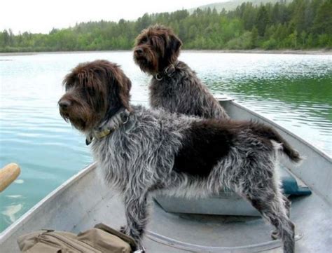 Wirehaired Pointing Griffon Dog Breed Information, Images, Characteristics, Health