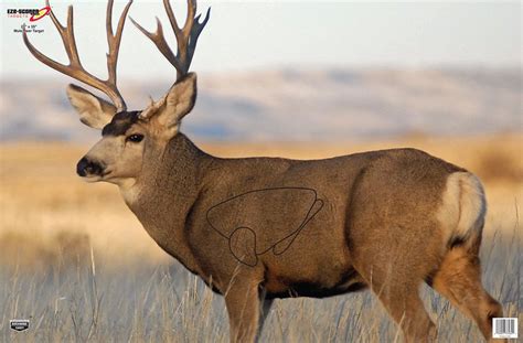 Archery Targets