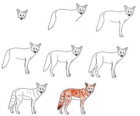 8 Simple Steps To Create A Cute Coyote Drawing – How To Draw A Coyote | Coyote drawing, Drawings ...