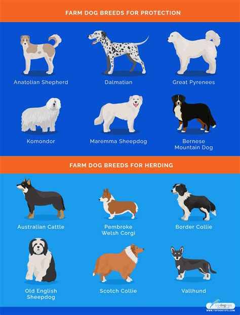 Best Dog Breeds for Country Living : r/coolguides