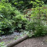 Gales Creek Trail, Oregon - 240 Reviews, Map | AllTrails