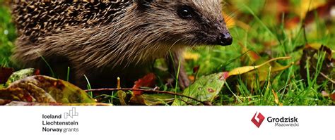 International Hedgehog Day - Ministry of Climate and Environment - Gov.pl website