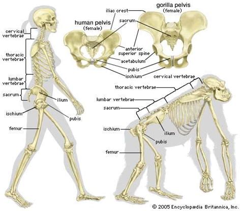 Gorilla Vs Human