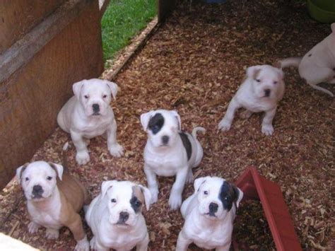 American Bulldog Puppies: 5 Tips for Taking Care of Them The Right Way