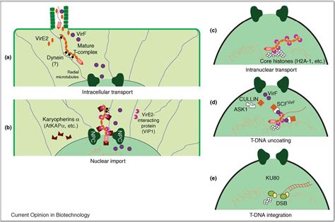 Agrobacterium-mediated genetic transformation of plants: biology and biotechnology. | Semantic ...