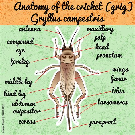 Insect anatomy. Sticker cricket. grig. Gryllus campestris. Sketch of cricket. cricket Design for ...