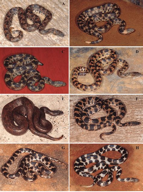 Cuban snakes of the Tropidophis pardalis species group. A, T. pardalis,... | Download Scientific ...